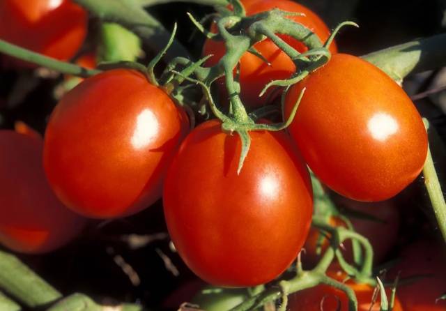 Açık zemin için salkım domates