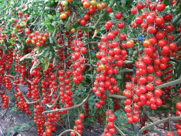 Grupiniai pomidorai šiltnamiams