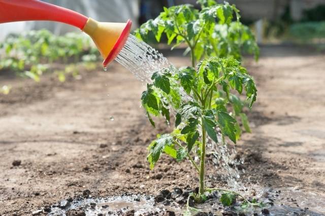 Πώς να ποτίζετε τα φυτά τομάτας: πόσο συχνά και με τι