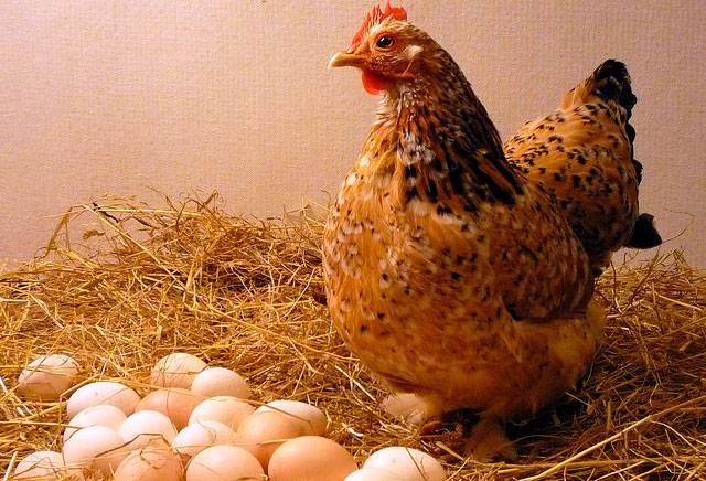 Laying hens: the best breeds, description with photo