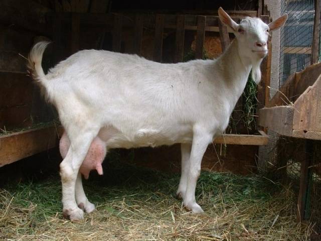 Gorky breed of goats