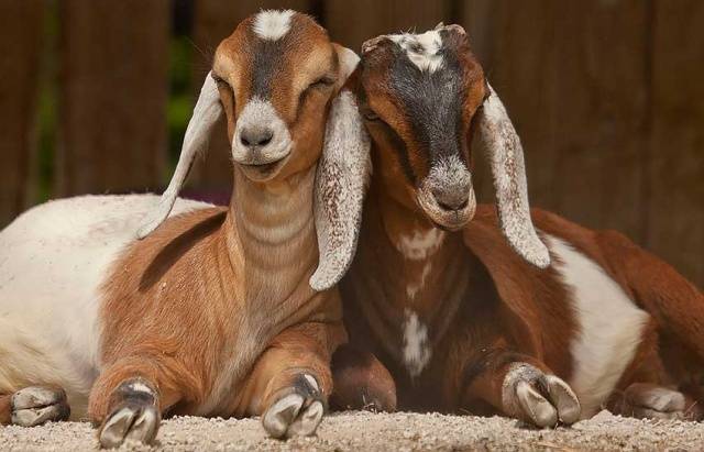 Anglo-Nubian goats