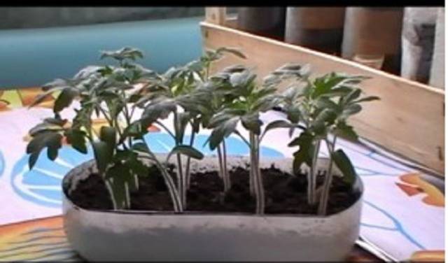 Hvornår og hvordan man dykker tomatplanter korrekt