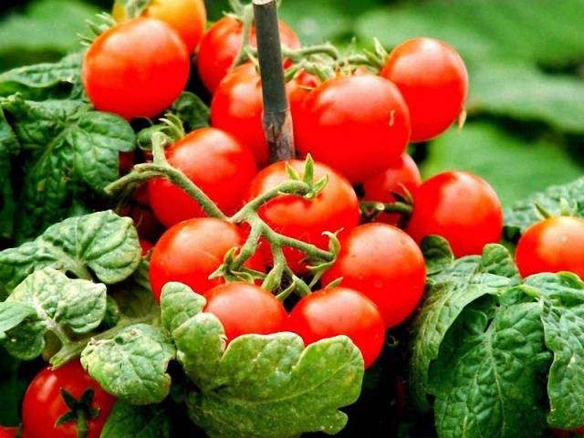 Skupljena rajčica za otvoreno tlo