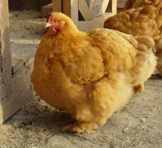 Cochinquin breed of chickens
