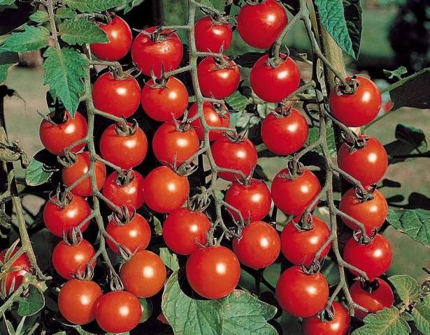 Klusterade tomater för växthus