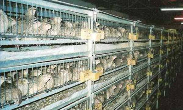 Maintenance and breeding of quails in the country