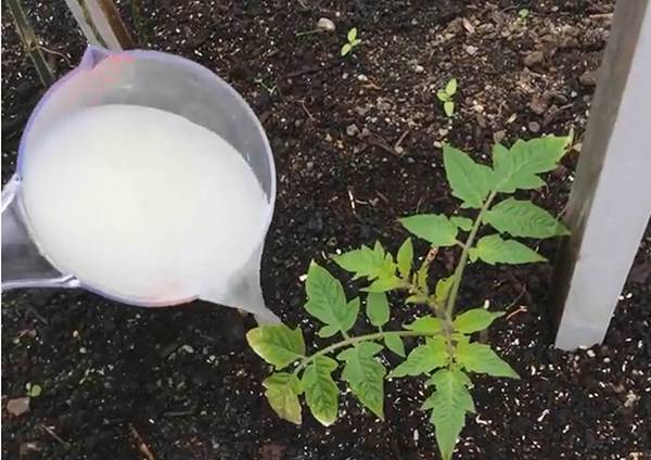 How to feed tomato seedlings with yeast