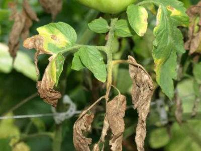 Tomato seedling pests and the fight against them + photo