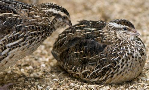 Broiler quail
