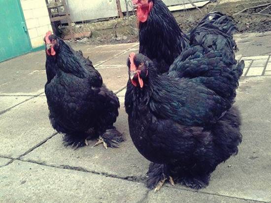 Cochinquin breed of chickens