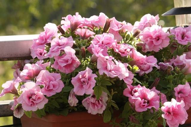 How to plant petunia in peat tablets